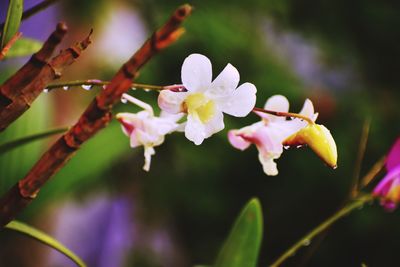 Close-up of white flowers blooming on tree