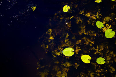 Close-up of water lily in lake