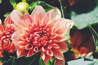 Close-up of red flower