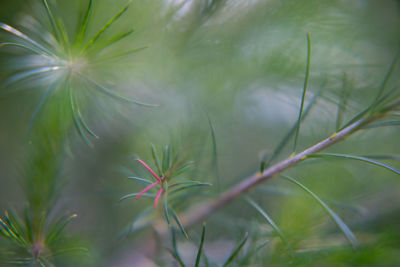 Close-up of green plant