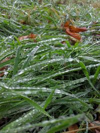Full frame shot of wet leaves on field
