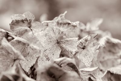 Close-up of wilted plant with dry leaves