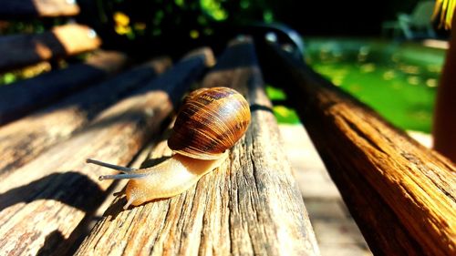 Close-up of snail on bench