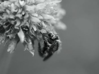 Close-up of honey bee pollinating on flower