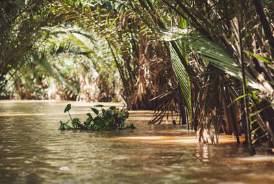Palm trees by river