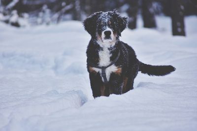 Bernese mountain dog puppy in winter forest in ukraine