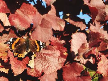 Close-up of autumn leaves