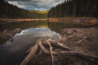 Scenic view of lake in forest against sky