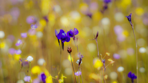 Close-up of insect on purple flowering plant