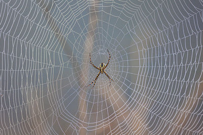 Close-up of spider on web