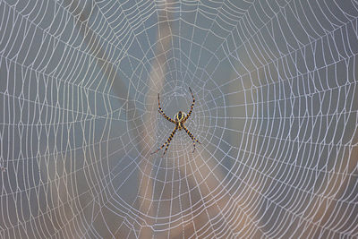 Close-up of spider on web