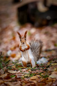 Close-up of squirrel
