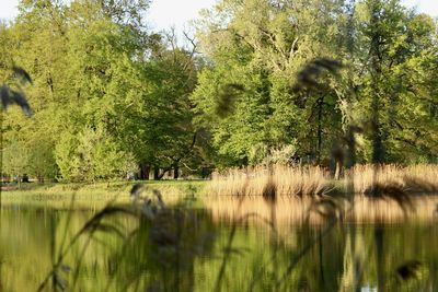 Scenic view of lake in forest
