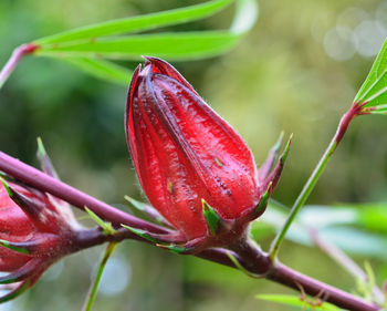 Close-up of red flower