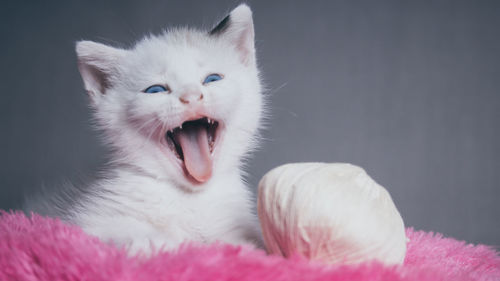 Close-up of white kitten