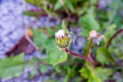 Close-up of bee on flower