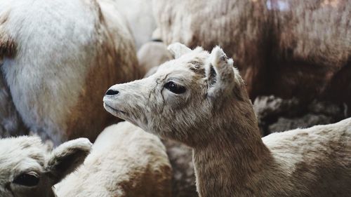 High angle view of lambs