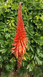 Close-up of orange flower