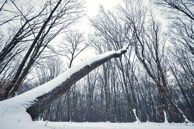 Bare trees on snow covered land