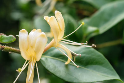 Close-up of flower growing outdoors