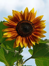 Close-up of fresh sunflower blooming against sky