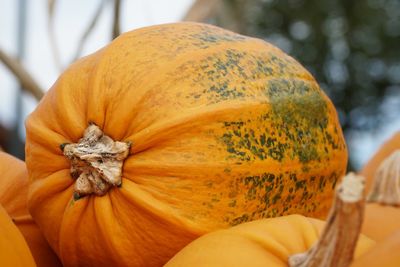 Close-up of pumpkin