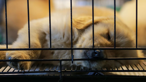 A puppy in a cage for sale in the mall is sleeping. poor dog waiting for someone to buy it.