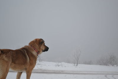 Dog on snow covered land