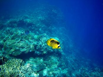 Beautiful tropical fish, marsa alam, egypt