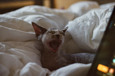Cat yawning on bed at home