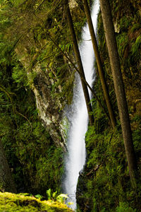 Scenic view of waterfall in forest