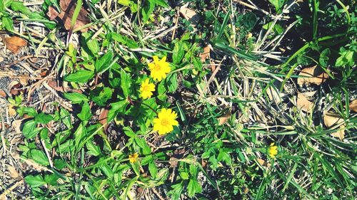 Close-up of yellow flower growing in field