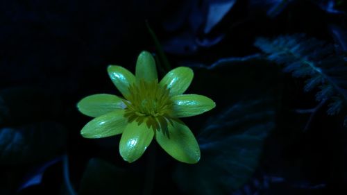 Close-up of wet flower blooming at night