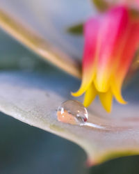 Close-up of wet flower petal