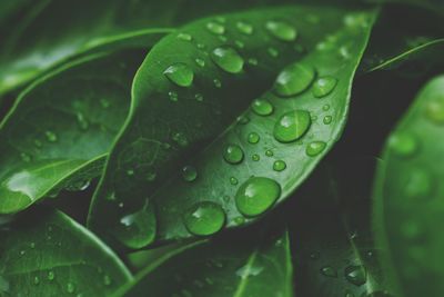 Close-up of raindrops on green leaves