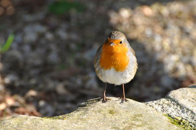 Close-up of bird perching on rock