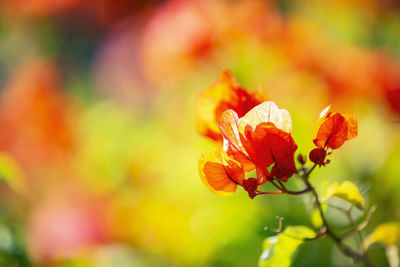 Macro photography of blooming bougainvillea flowers.