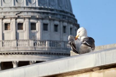 Low angle view of seagull perching on building