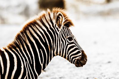 Close-up of zebra