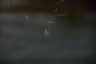 Close-up of spider on web