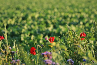 Close-up of red poppy flowers growing on field