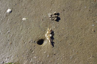 High angle view of crab on sand at beach