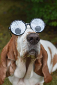 Close-up of dog wearing funny glasses 