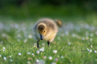 Close-up of an animal on land