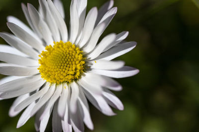Close-up of white daisy flower