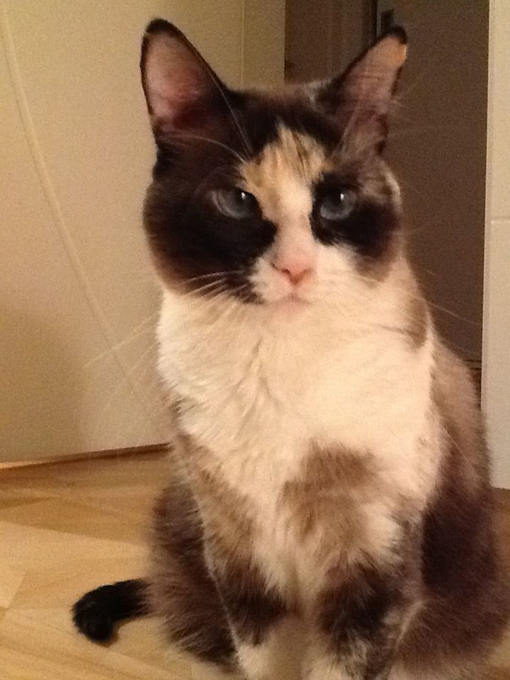 CLOSE-UP OF CAT WITH EYES