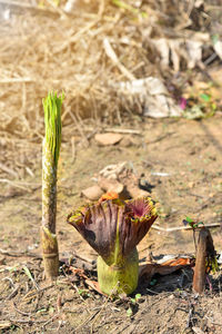 Close-up konjac flower in tropical garden. in thailand.