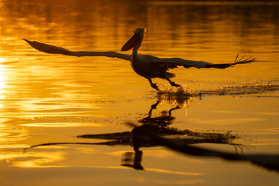 Silhouette bird flying over lake during sunset