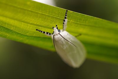 Close-up of insect on leaf