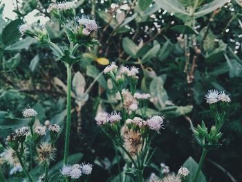 Close-up of flowers blooming outdoors